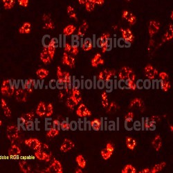 Rat Pancreatic Islets (1)